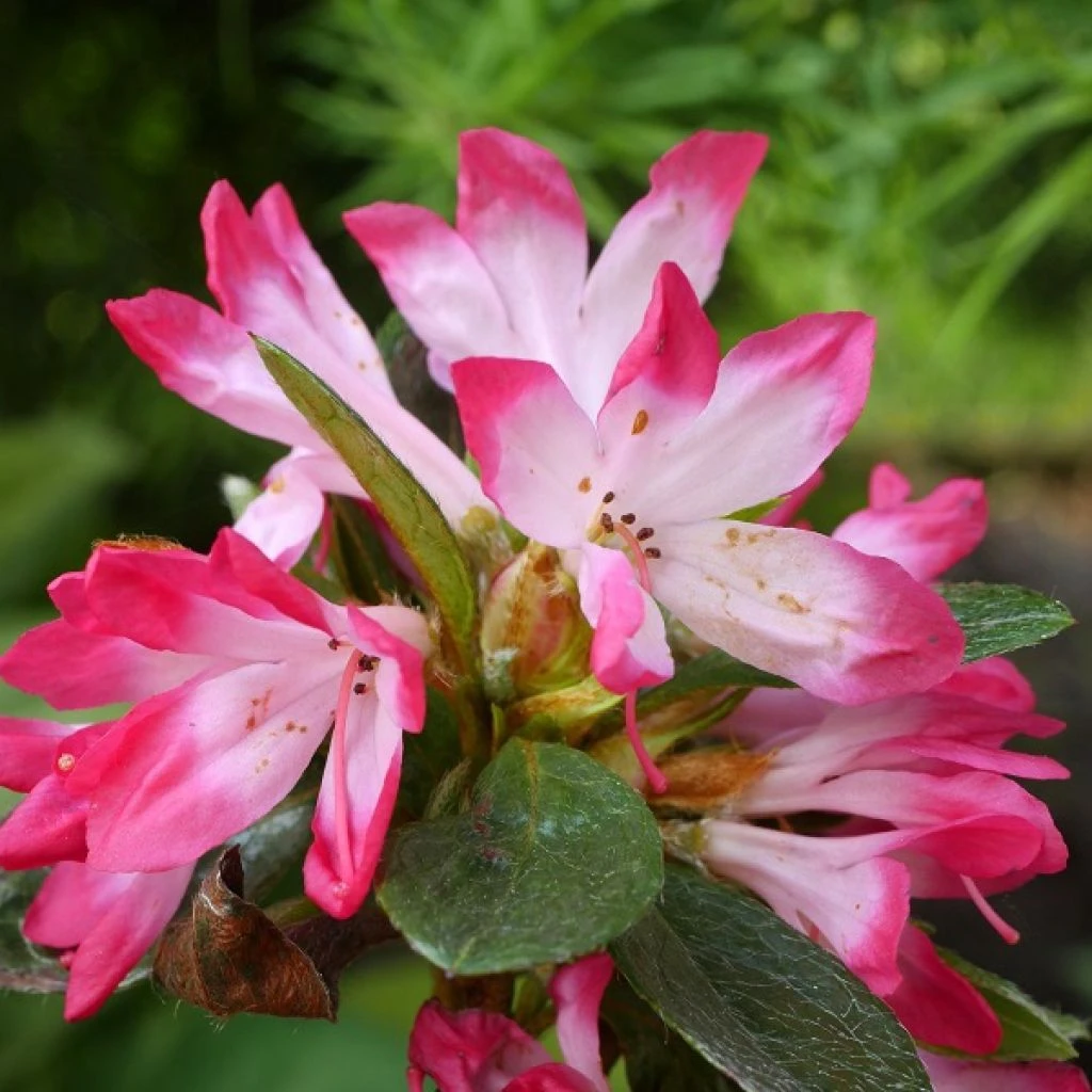Azalée Japonaise - Azalea Japonica Izumi No Mai 3 Azalée Japonaise - Azalea Japonica Izumi No Mai