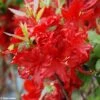 Azalée De Chine Wallowa Red - Rhododendron Hybride -Le Jardin Secret Boutique azalee wallowa red 781689 1