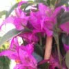 Bougainvillier Glabra Sanderiana -Le Jardin Secret Boutique bougainvillee glabra sanderiana 87011 1