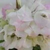 Bougainvillier Spectabilis Blanc-rose 2 Bougainvillier Spectabilis Blanc-rose -Le Jardin Secret Boutique bougainvillee spectabilis blanc rose 87005 3