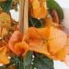 Bougainvillier Spectabilis Orange -Le Jardin Secret Boutique bougainvillee spectabilis orange 87007 3