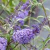Buddleia Davidii Nanho Blue - Arbre Aux Papillons Nain 1 Buddleia Davidii Nanho Blue - Arbre Aux Papillons Nain -Le Jardin Secret Boutique buddleia davidii nanho blue 80060 2