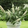 Buddleia White Chip - Arbre Aux Papillons Nain -Le Jardin Secret Boutique buddleia ice chip 80061 1