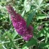 Buddleia Davidii Summer Beauty 1 Buddleia Davidii Summer Beauty -Le Jardin Secret Boutique buddleia summer beauty 7827 1