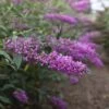 Buddleja Davidii Argus Velvet -Le Jardin Secret Boutique buddleja davidii argus velvet 86142 3