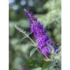 Buddleja Psychedelic Sky - Arbre Aux Papillons -Le Jardin Secret Boutique buddleja psychedelic sky 100418 1