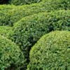 Buis Boule - Buxus Sempervirens -Le Jardin Secret Boutique buis double buxus sempervirens 7524 2