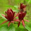 Calycanthus Floridus - Arbre Aux Anémones 1 Calycanthus Floridus - Arbre Aux Anémones -Le Jardin Secret Boutique calycanthus floridus 9656 4