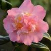 Camélia Paddy's Perfumed - Camellia Japonica -Le Jardin Secret Boutique camelia paddy s perfumed 83533 1