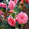 Camélia Mrs. Tingley - Camellia Japonica -Le Jardin Secret Boutique camellia japonica mrs tingley 87692 1