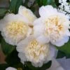 Camélia Classique - Camellia Jurys Yellow -Le Jardin Secret Boutique camellia jurys yellow 79882 1