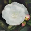 Camélia D'automne - Camellia Sasanqua Early Pearly 1 Camélia D'automne - Camellia Sasanqua Early Pearly -Le Jardin Secret Boutique camellia sasanqua early pearly 7976 1
