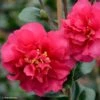 Camelia D'automne - Camellia X Hiemalis Bonanza -Le Jardin Secret Boutique camellia x hiemalis bonanza 81383 2