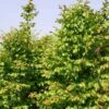 Carpinus Betulus Stegemanns Primus - Charme Commun -Le Jardin Secret Boutique carpinus betulus stegemanns primus 100428 1