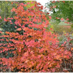 Charme Commun Rockhampton Red - Carpinus Betulus
