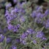 Caryopteris Clandonensis Ferndown - Spirée Bleue -Le Jardin Secret Boutique caryopteris clandonensis ferndown 86239 1