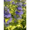 Caryopteris Clandonensis Good As Gold - Spirée Bleue