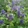Céanothe Henri Desfossé - Lilas De Californie -Le Jardin Secret Boutique ceanothus henri defosse 80017 1