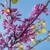 Cercis Siliquastrum - Arbre De Judée -Le Jardin Secret Boutique cercis Siliquastrum ld miluz 7583 1