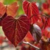 Gainier Du Canada - Cercis Canadensis Red Force 2 Gainier Du Canada - Cercis Canadensis Red Force -Le Jardin Secret Boutique cercis canadensis red force copyright 1004381 1 1
