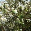Cognassier Du Japon Nivalis - Chaenomeles Speciosa -Le Jardin Secret Boutique chaenomeles specios nivalis 2 ld wallygrom 7965 1
