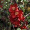 Cognassier Du Japon - Chaenomeles X Superba Elly Mossel -Le Jardin Secret Boutique chaenomeles x superba elly mossel 100442 1