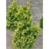 Chamaecyparis Obtusa Rashahiba - Faux Cyprès Hinoki Du Japon -Le Jardin Secret Boutique chamaecyparis obtusa rashahiba 1002462 1