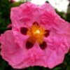 Cistus Purpureus - Ciste Pourpre -Le Jardin Secret Boutique cistus purpureus 7526 1