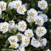 Ciste Du Portugal - Cistus X Lusitanicus Decumbens -Le Jardin Secret Boutique cistus x lusitanicus decumbens 100305 1