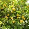 Citronnier Des 4 Saisons - Citrus Limon -Le Jardin Secret Boutique citronnier 4 saisons1