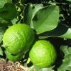 Grand Citron Vert - Citrus Latifolia -Le Jardin Secret Boutique citrus latifolia 16217 1