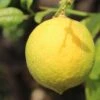 Citronnier - Citrus Limon Cerza -Le Jardin Secret Boutique citrus limon cerza