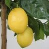 Citronnier - Citrus Limon Lemox 1 Citronnier - Citrus Limon Lemox -Le Jardin Secret Boutique citrus limon lemox 87039 1