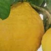 Citrus Lipo - Citrus Limon X Citrus Paradisi -Le Jardin Secret Boutique citrus lipo citrus limon x citrus paradisi 87040 1