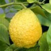 Citrus Medica Maxima - Cédrat Maxima