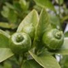 Citron Vert - Citrus Aurantifolia Mexicana -Le Jardin Secret Boutique citrus aurantiifolia