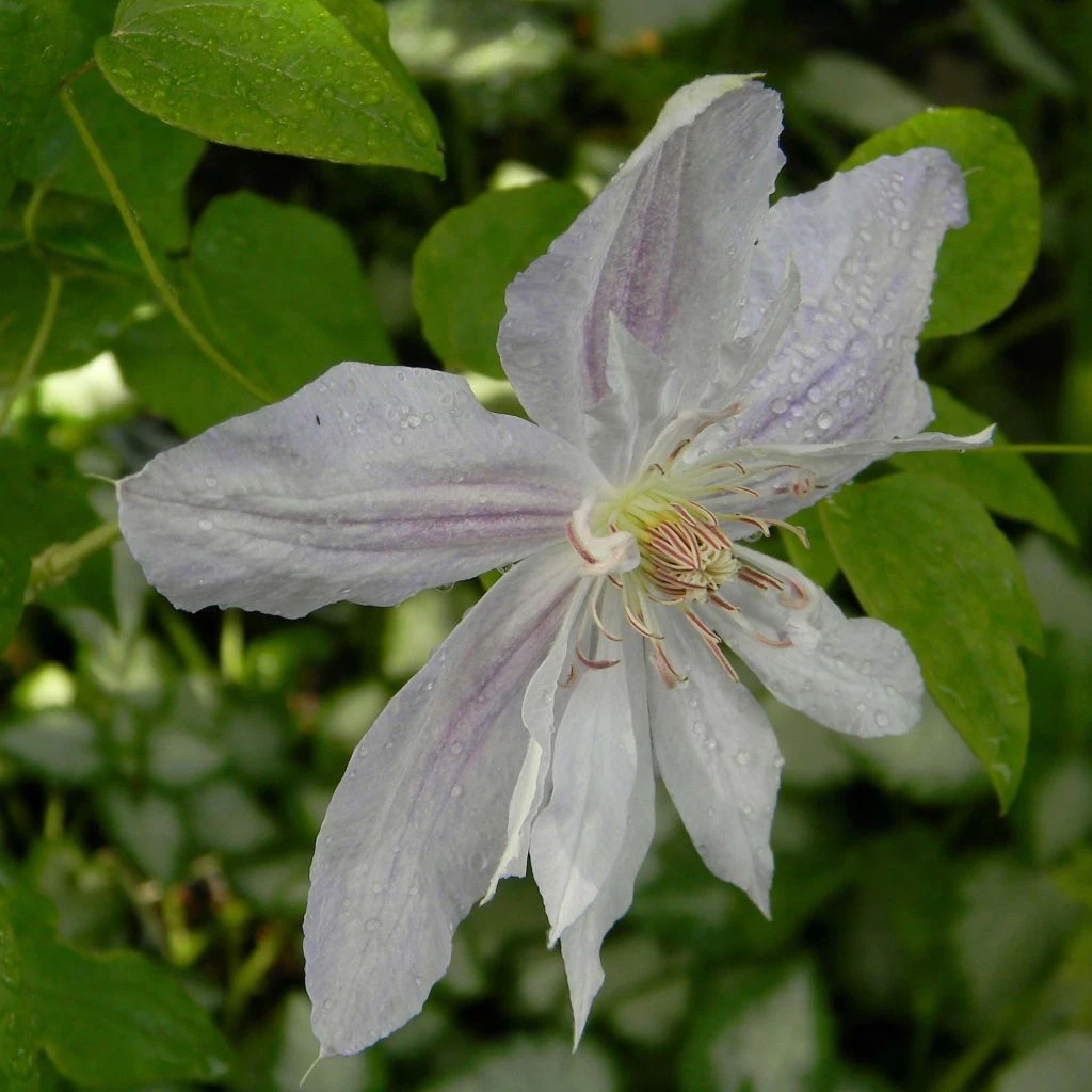 Clématite - Clematis Jackmanii Alba 3 Clématite - Clematis Jackmanii Alba