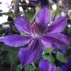 Clématite - Clematis Mon Amour -Le Jardin Secret Boutique clematis mon amour 85760 1