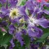 Clématite - Clematis Blue Pirouette -Le Jardin Secret Boutique clematite blue pirouette 67807 1