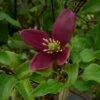 Clématite - Clematis Cirrhosa Lansdowne Gem 1 Clématite - Clematis Cirrhosa Lansdowne Gem -Le Jardin Secret Boutique clematite cirrhosa lansdown gem 681367 1