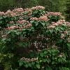 Arbre De La Chance - Clerodendrum Trichotomum, Clérodendron 1 Arbre De La Chance - Clerodendrum Trichotomum, Clérodendron -Le Jardin Secret Boutique clerodendrum trichotomum clerodendron 9559 1 1