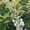 Clethra Barbinervis Great Star -Le Jardin Secret Boutique clethra barbinervis great star 15384 1