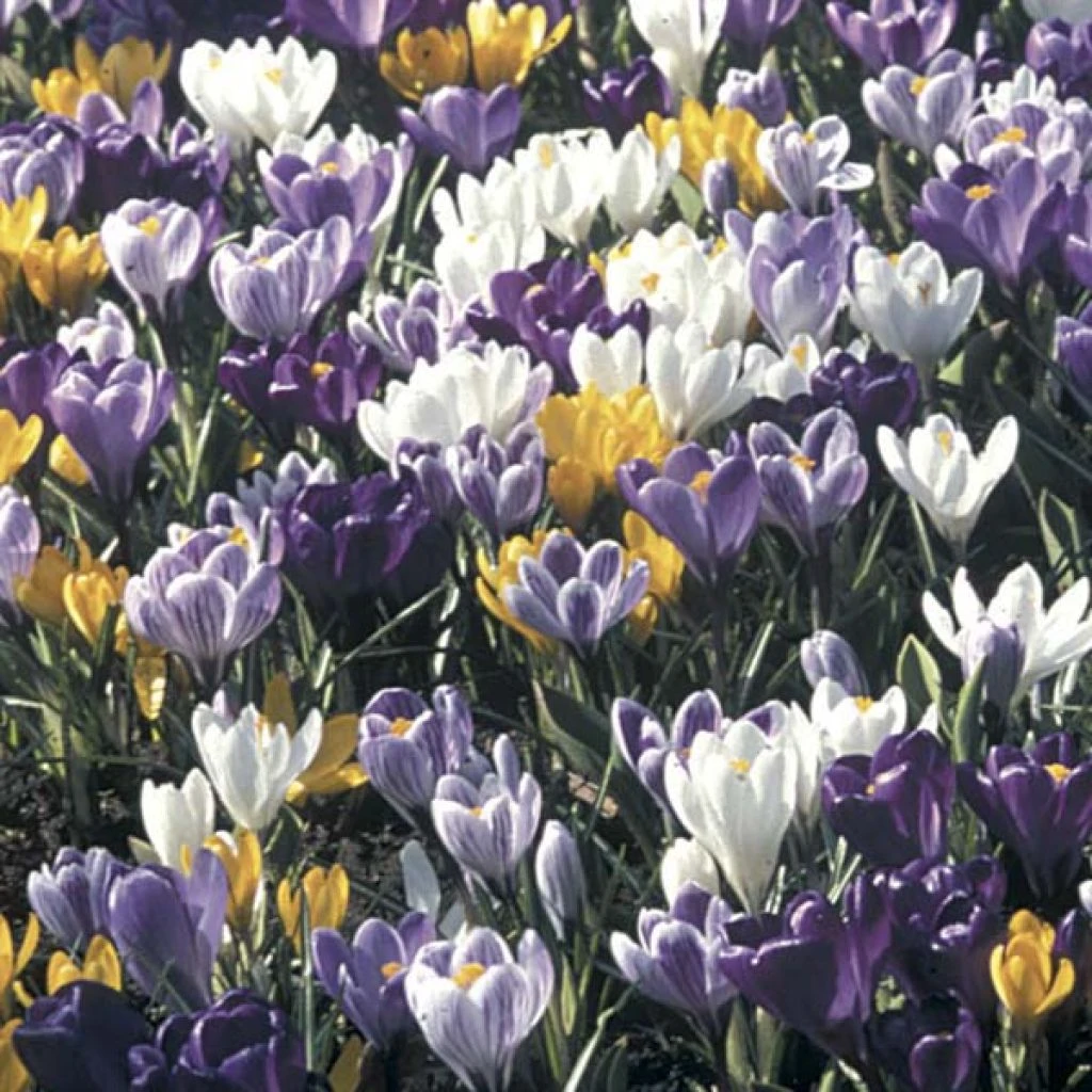 Collection 100 Crocus Grandes Fleurs Mammouth 3 Collection 100 Crocus Grandes Fleurs Mammouth