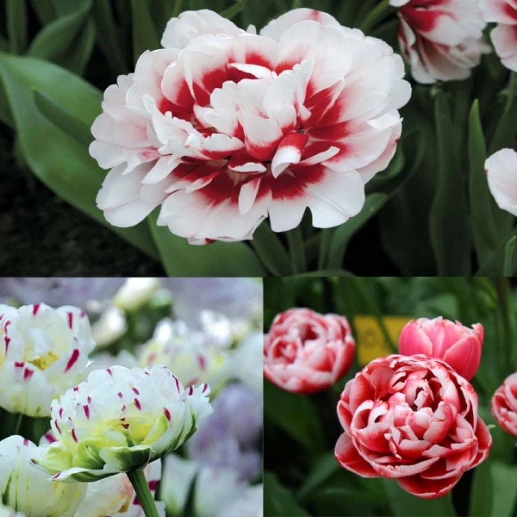 Collection Lipstick 3 Collection Lipstick