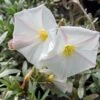 Convolvulus Cneorum - Liseron Argenté -Le Jardin Secret Boutique convolvulus cneorum 7566 1