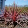 Cordyline Charlie Boy®