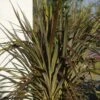 Cordyline X Banksii Electric Star -Le Jardin Secret Boutique cordyline x banksii electric star 100459 1