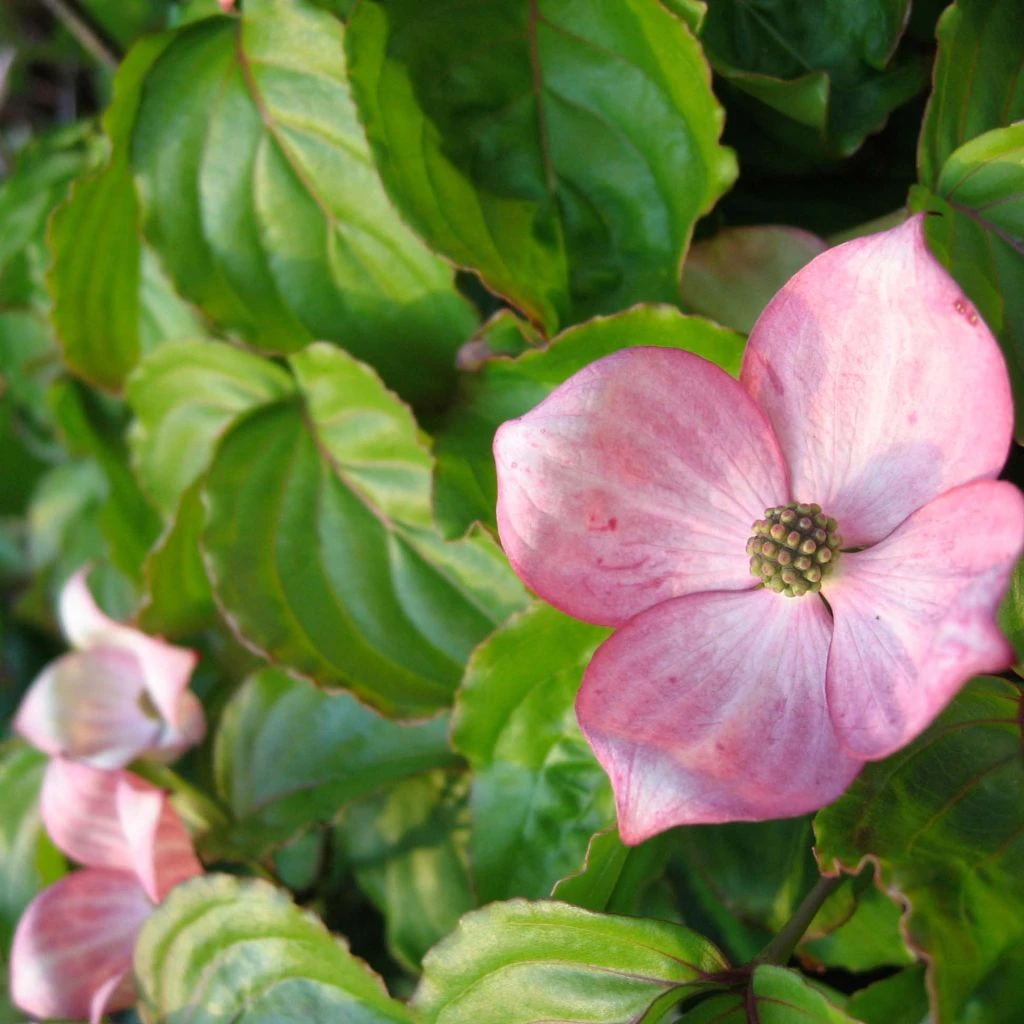 Cornus Kousa Heart Throb - Cornouiller Du Japon 3 Cornus Kousa Heart Throb - Cornouiller Du Japon