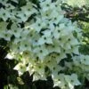 Cornus Kousa Milky Way- Cornouiller Du Japon Blanc -Le Jardin Secret Boutique cornus kousa milky way 781212 1 2