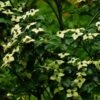 Cornus Kousa Wieting's Select - Cornouiller Du Japon